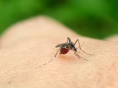 盐步除四害公司常用的灭蚊子的方法有哪些，分享4个方法