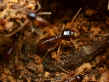 南海虫害防治中心有效消灭红火蚁的方法