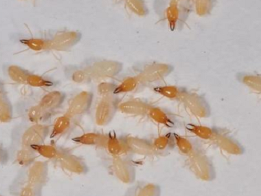 官窑预防白蚁所专家怎么控制白蚁的生存环境