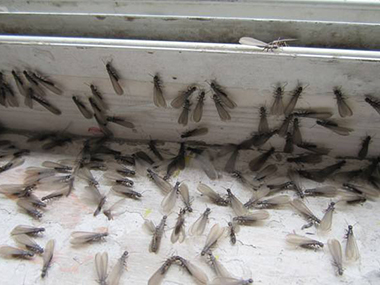 盐步白蚁备案中心2022年的白蚁纷飞大约开始时间