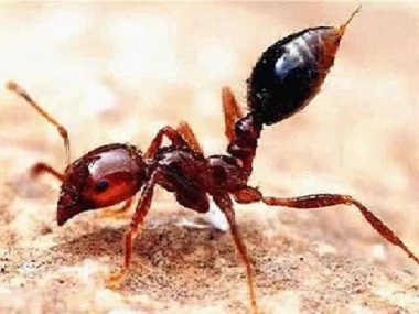 南海灭白蚁公司：什么是红火蚁？红火蚁的危害性